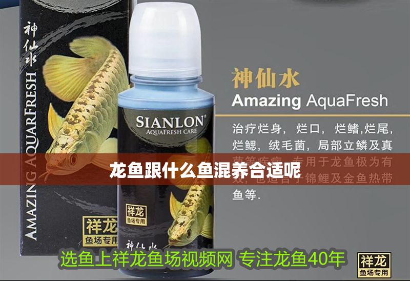 龍魚跟什么魚混養合適呢