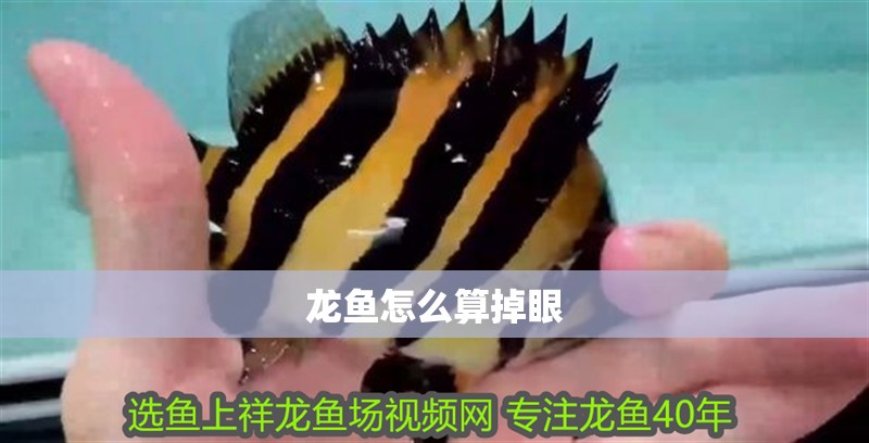 龍魚怎么算掉眼