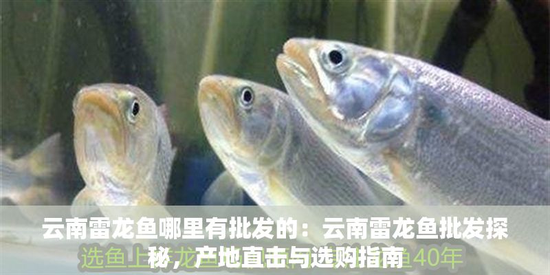 云南雷龍魚哪里有批發(fā)的：云南雷龍魚批發(fā)探秘，產(chǎn)地直擊與選購指南
