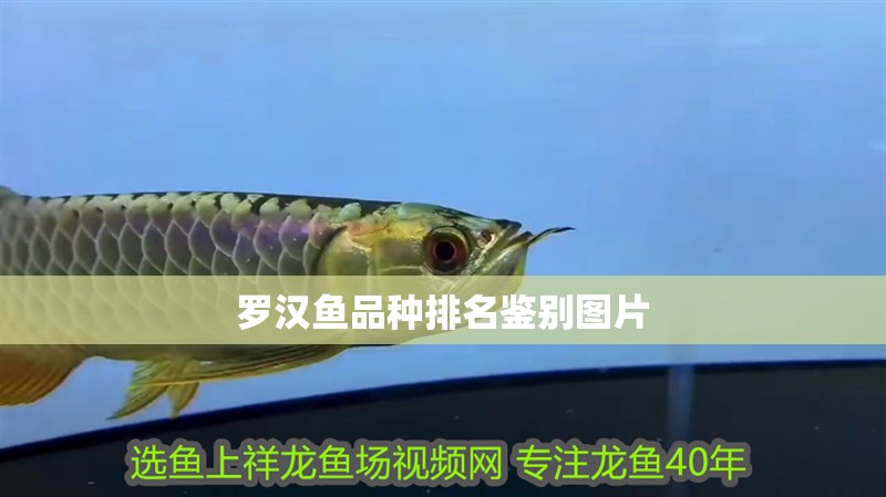 羅漢魚品種排名鑒別圖片