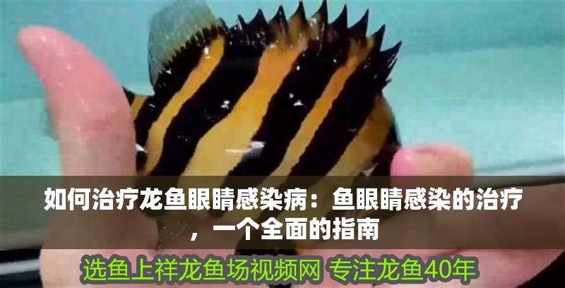 如何治療龍魚眼睛感染病：魚眼睛感染的治療，一個全面的指南