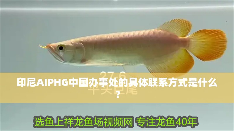 印尼AIPHG中國辦事處的具體聯(lián)系方式是什么？
