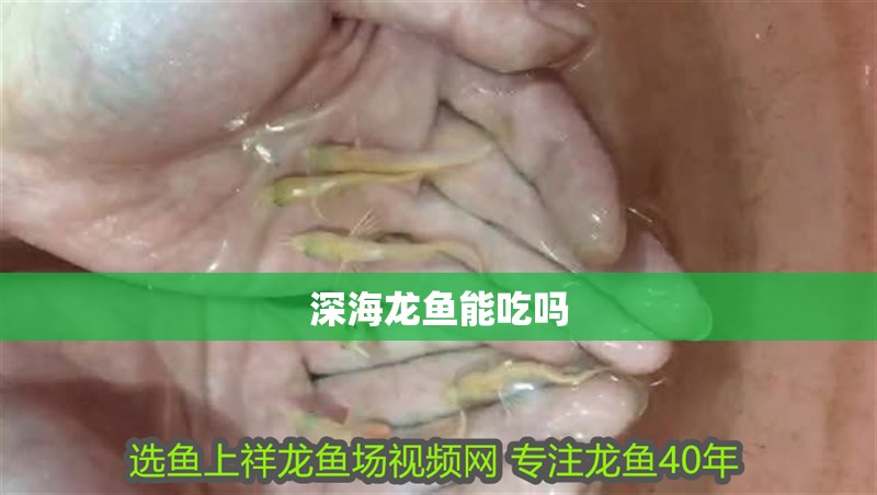 深海龍魚能吃嗎