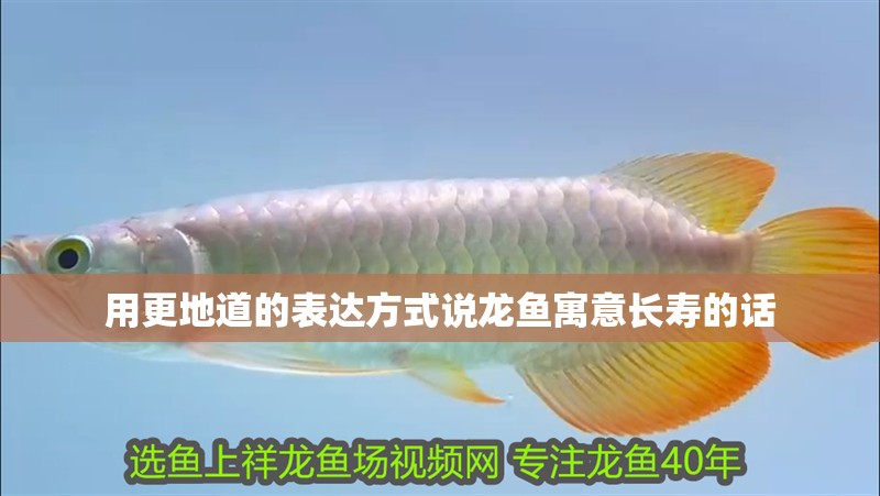 用更地道的表達方式說龍魚寓意長壽的話