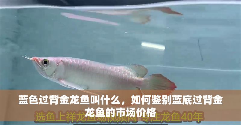 藍色過背金龍魚叫什么，如何鑒別藍底過背金龍魚的市場價格