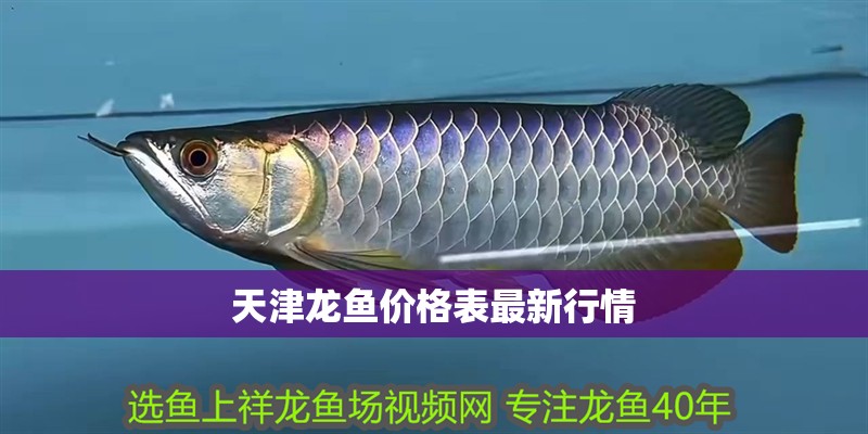 天津龍魚價格表最新行情