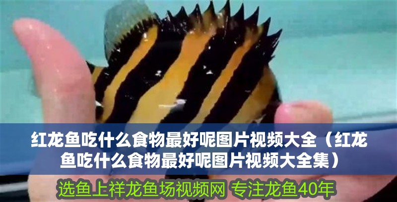 紅龍魚吃什么食物最好呢圖片視頻大全（紅龍魚吃什么食物最好呢圖片視頻大全集）