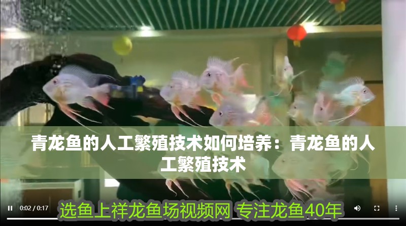 青龍魚的人工繁殖技術如何培養：青龍魚的人工繁殖技術