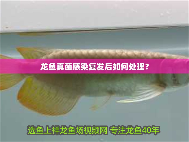 龍魚真菌感染復(fù)發(fā)后如何處理？