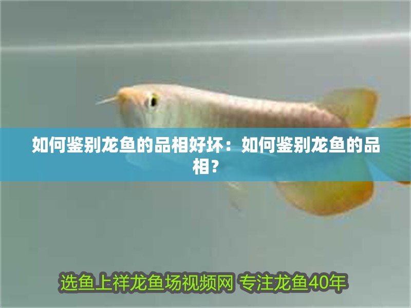 如何鑒別龍魚的品相好壞：如何鑒別龍魚的品相？