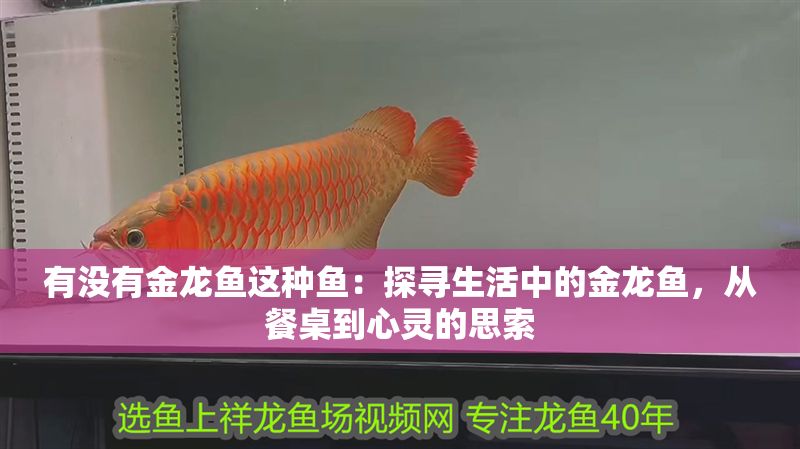 有沒有金龍魚這種魚：探尋生活中的金龍魚，從餐桌到心靈的思索