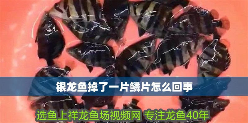 銀龍魚(yú)掉了一片鱗片怎么回事