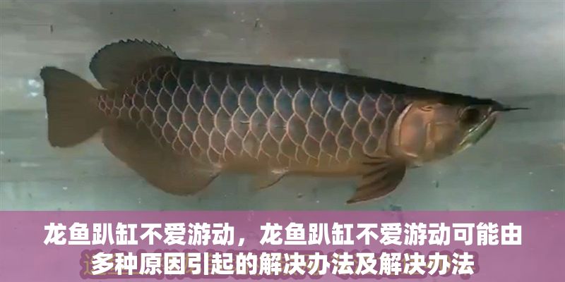 龍魚趴缸不愛游動，龍魚趴缸不愛游動可能由多種原因引起的解決辦法及解決辦法