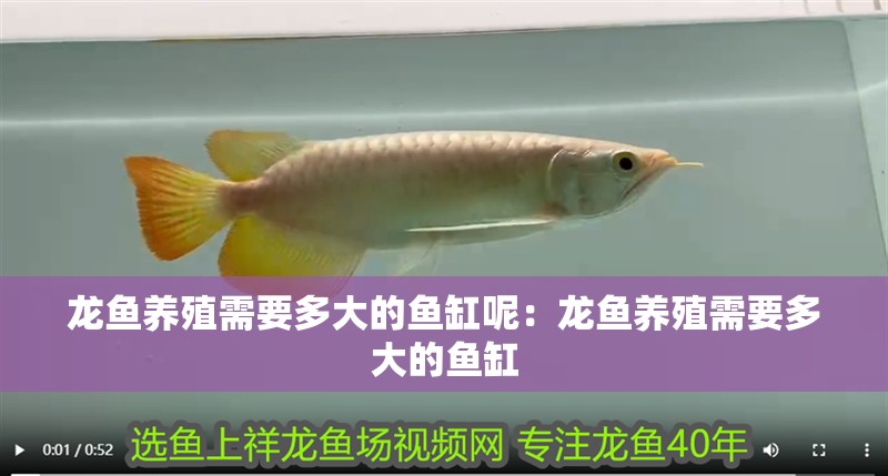 龍魚養(yǎng)殖需要多大的魚缸呢：龍魚養(yǎng)殖需要多大的魚缸