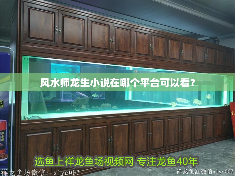 風水師龍生小說在哪個平臺可以看？