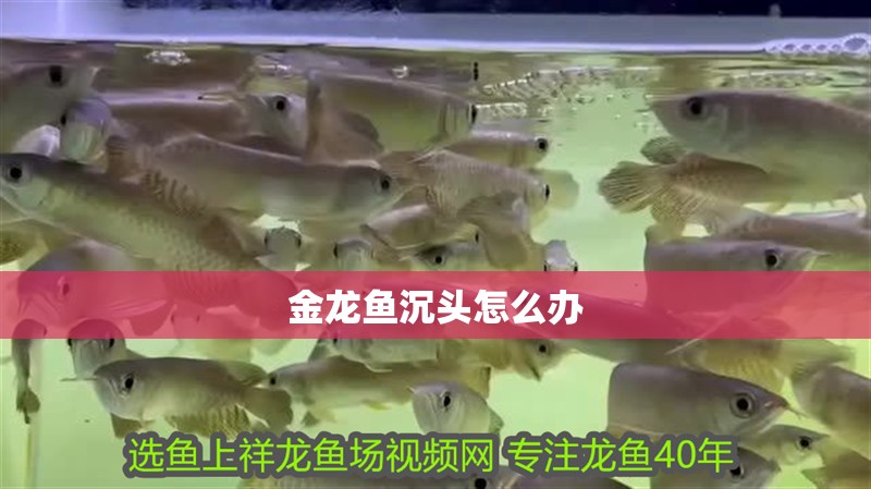 金龍魚沉頭怎么辦
