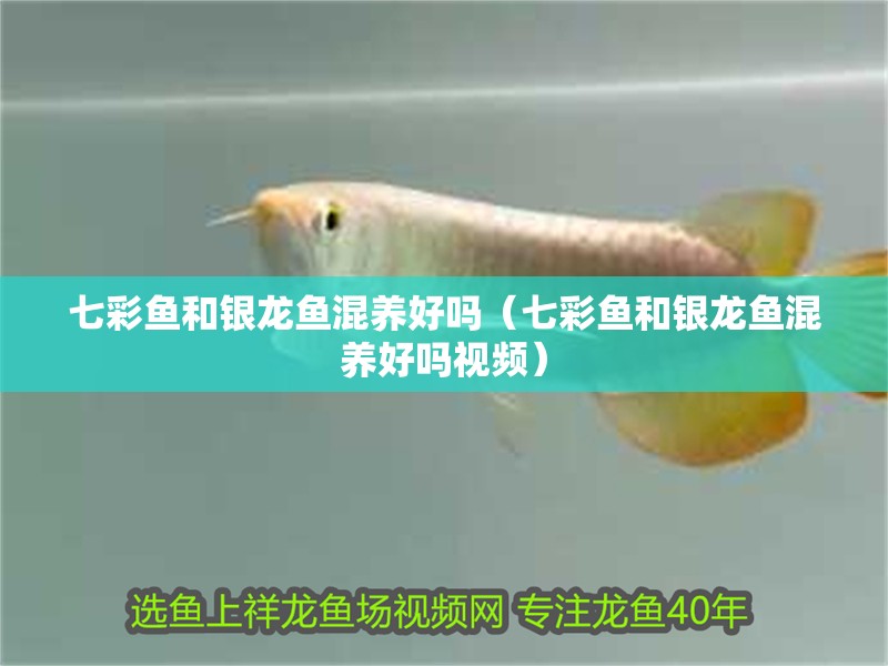 七彩魚(yú)和銀龍魚(yú)混養(yǎng)好嗎（七彩魚(yú)和銀龍魚(yú)混養(yǎng)好嗎視頻）