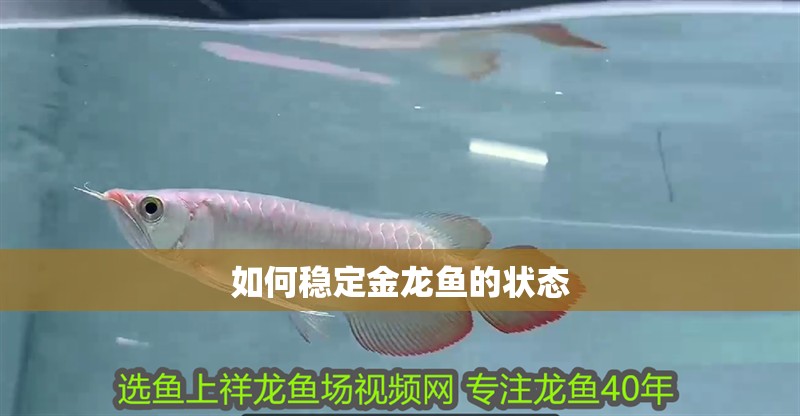 如何穩(wěn)定金龍魚的狀態(tài)