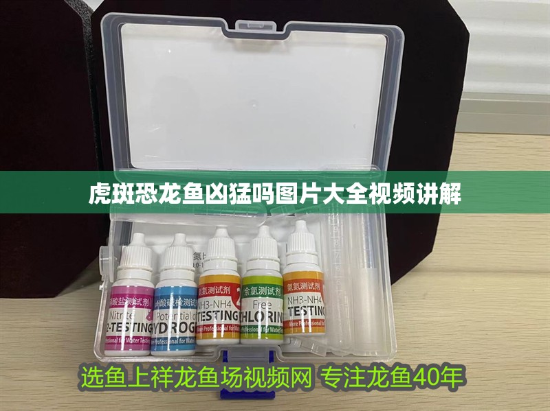 虎斑恐龍魚兇猛嗎圖片大全視頻講解