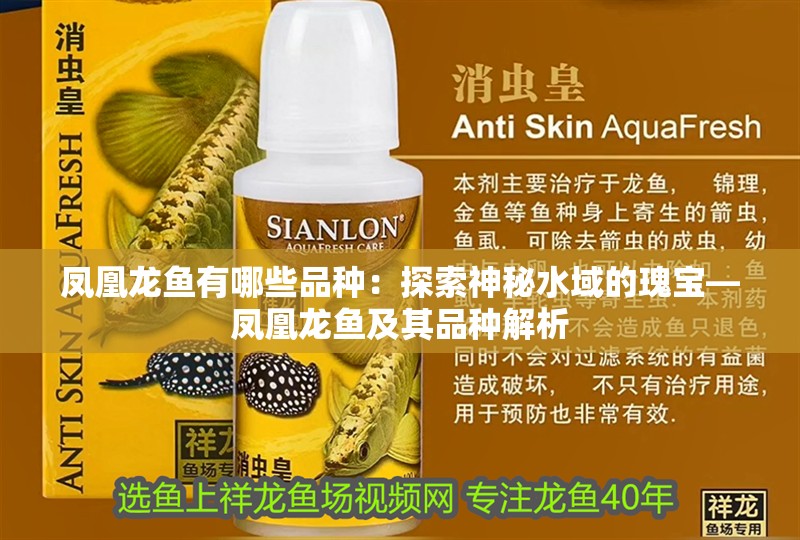 鳳凰龍魚有哪些品種：探索神秘水域的瑰寶—鳳凰龍魚及其品種解析