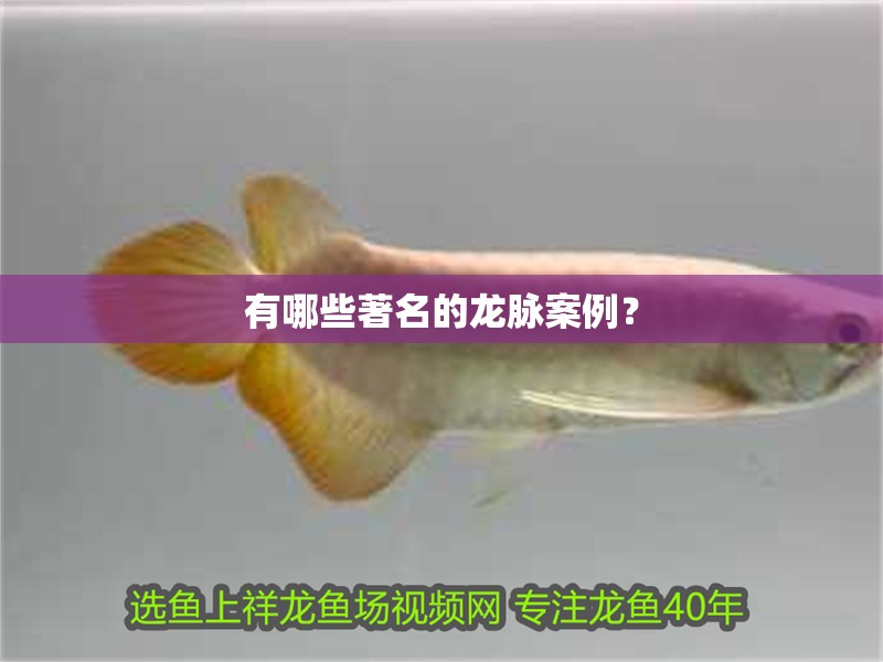 有哪些著名的龍脈案例？