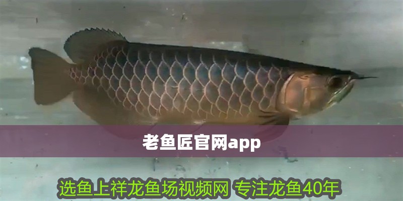 老魚匠官網app