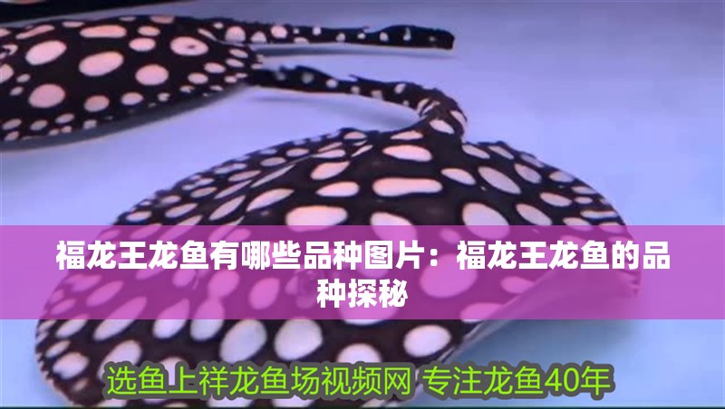 福龍王龍魚有哪些品種圖片：福龍王龍魚的品種探秘
