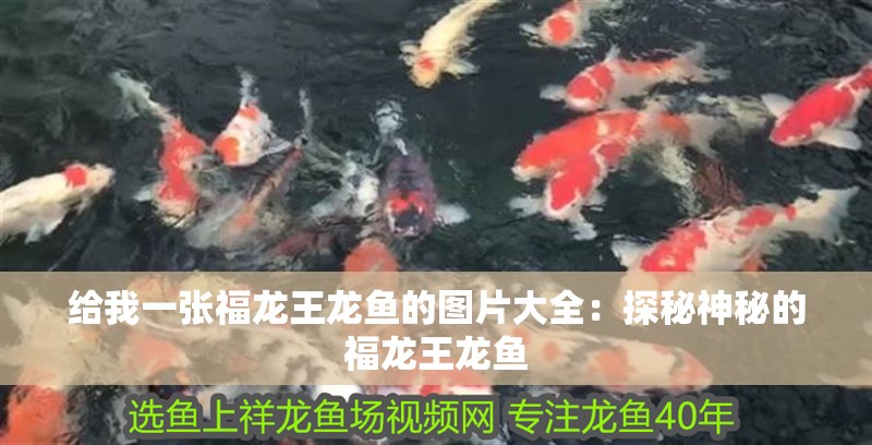 給我一張福龍王龍魚的圖片大全：探秘神秘的福龍王龍魚