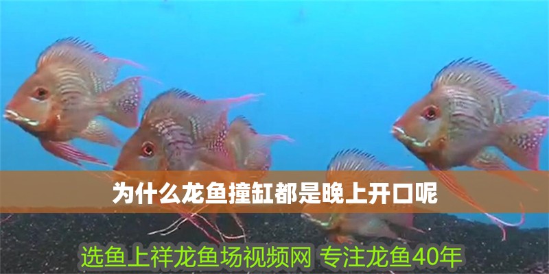 為什么龍魚撞缸都是晚上開口呢