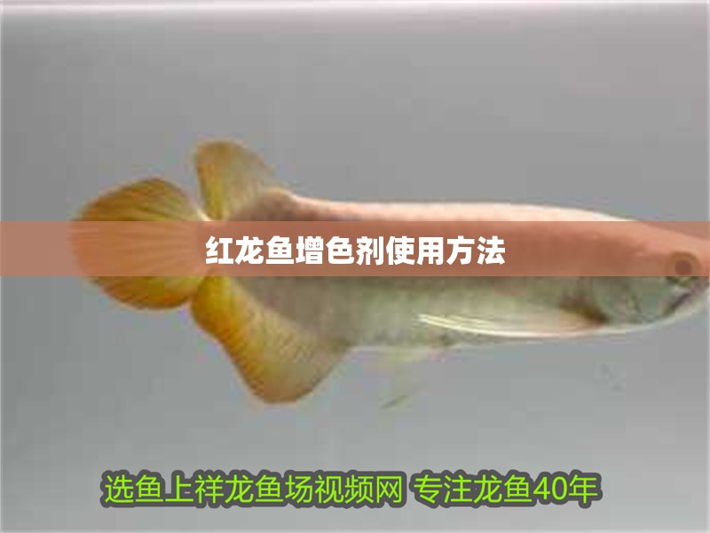 紅龍魚增色劑使用方法