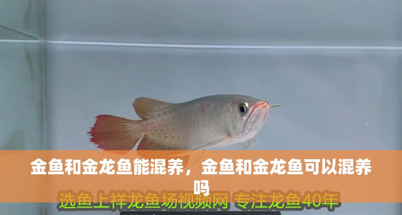 金魚和金龍魚能混養，金魚和金龍魚可以混養嗎