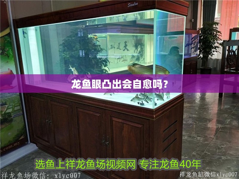 龍魚眼凸出會自愈嗎？