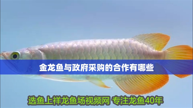 金龍魚與政府采購的<strong><mark>合作</mark></strong>有哪些