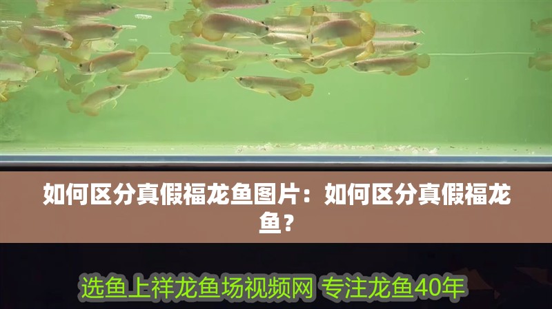 如何區分真假福龍魚圖片：如何區分真假福龍魚？