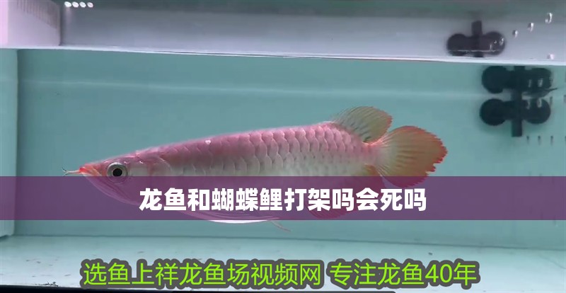 龍魚和蝴蝶鯉打架嗎會(huì)死嗎