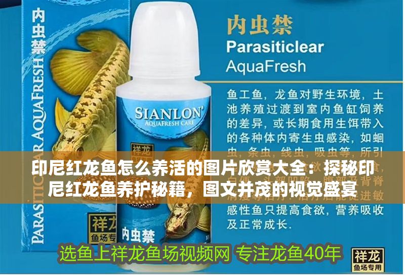 印尼紅龍魚怎么養(yǎng)活的圖片欣賞大全：探秘印尼紅龍魚養(yǎng)護(hù)秘籍，圖文并茂的視覺盛宴