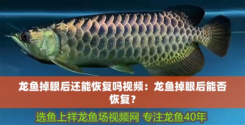 龍魚掉眼后還能恢復嗎視頻：龍魚掉眼后能否恢復？