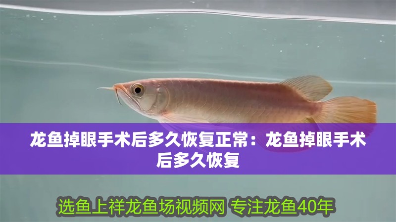 龍魚掉眼手術后多久恢復正常：龍魚掉眼手術后多久恢復