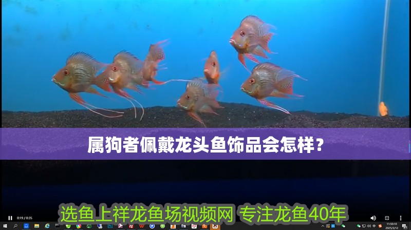 屬狗者佩戴龍頭魚飾品會怎樣？