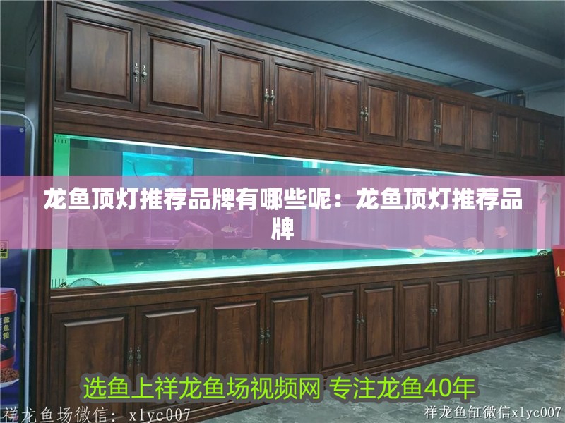 龍魚頂燈推薦品牌有哪些呢：龍魚頂燈推薦品牌