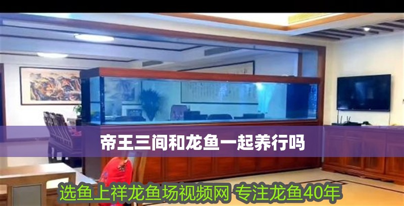 帝王三間和龍魚一起養行嗎