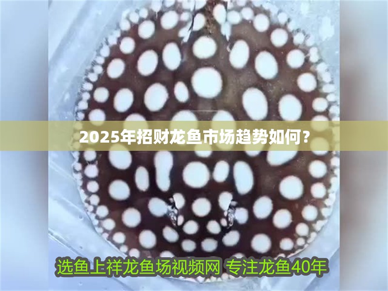 2025年招財龍魚市場趨勢如何？