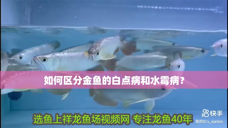 如何區分金魚的白點病和水霉??？
