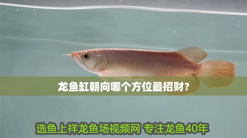 龍魚缸朝向哪個(gè)方位最招財(cái)？