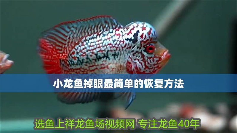 小龍魚掉眼最簡單的恢復方法