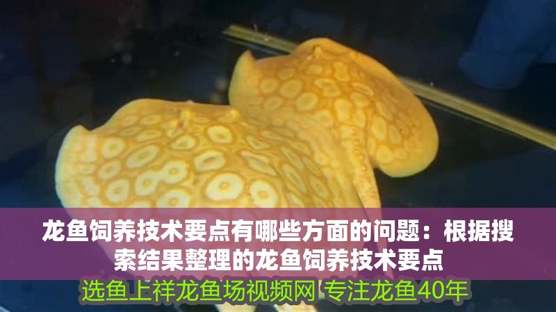 龍魚飼養(yǎng)技術(shù)要點有哪些方面的問題：根據(jù)搜索結(jié)果整理的龍魚飼養(yǎng)技術(shù)要點