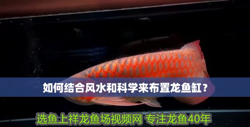 如何結合風水和科學來布置龍魚缸？
