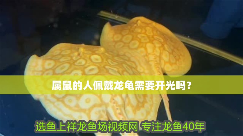 龍魚真菌感染會復發嗎？