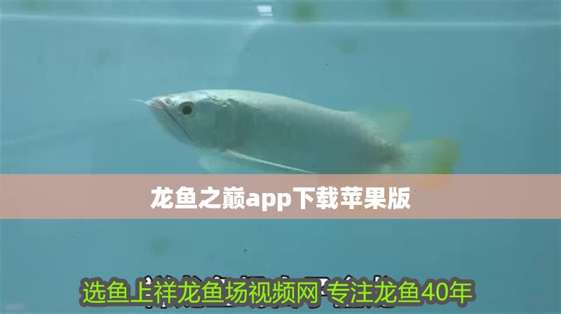 龍魚之巔app下載蘋果版