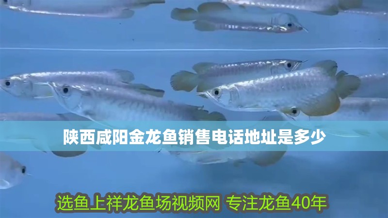 陜西咸陽(yáng)金龍魚(yú)銷(xiāo)售電話地址是多少